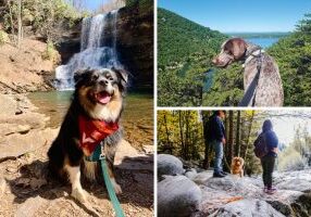 Collage of dogs hiking on trails near Smith Mountain Lake, VA